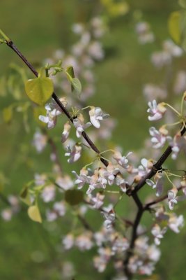 Cercis canadensis 'Pauline Lily' - zmarlika kanadská - květy